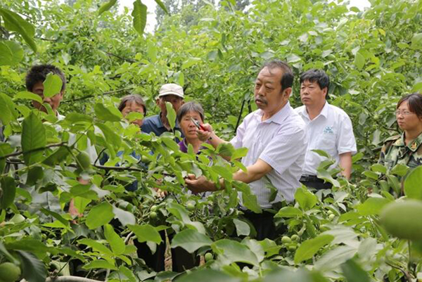 图为李保国在田间为田舍解说核桃栽培实用技术。